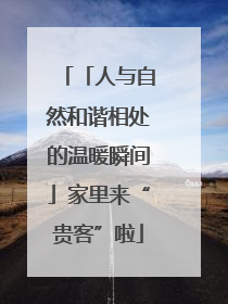 「人与自然和谐相处的温暖瞬间」家里来“贵客”啦