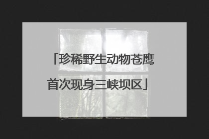 珍稀野生动物苍鹰首次现身三峡坝区