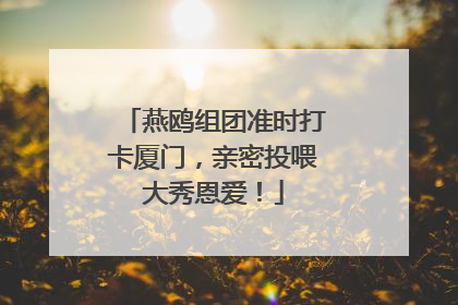 燕鸥组团准时打卡厦门，亲密投喂大秀恩爱！