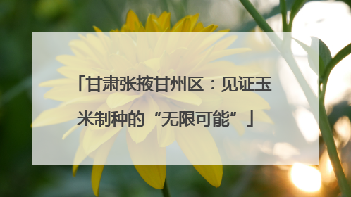 甘肃张掖甘州区：见证玉米制种的“无限可能”