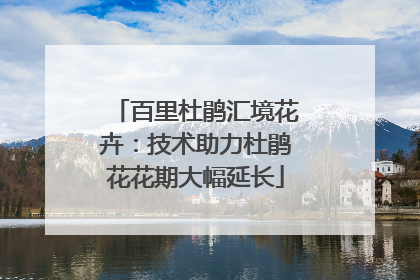 百里杜鹃汇境花卉：技术助力杜鹃花花期大幅延长