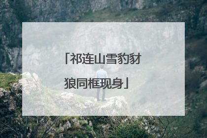 祁连山雪豹豺狼同框现身
