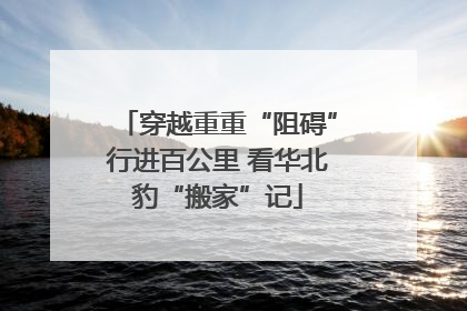 穿越重重“阻碍”行进百公里 看华北豹“搬家”记