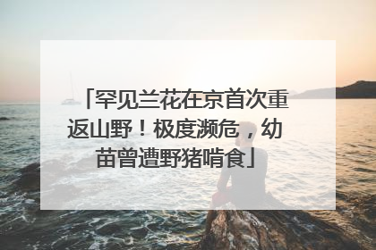 罕见兰花在京首次重返山野！极度濒危，幼苗曾遭野猪啃食