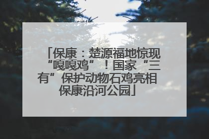 保康：楚源福地惊现“嘎嘎鸡”！国家“三有”保护动物石鸡亮相保康沿河公园