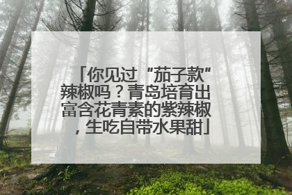 你见过“茄子款”辣椒吗？青岛培育出富含花青素的紫辣椒，生吃自带水果甜