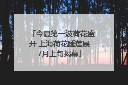 今夏第一波荷花盛开 上海荷花睡莲展7月上旬揭幕