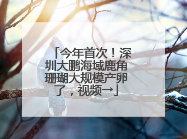 今年首次！深圳大鹏海域鹿角珊瑚大规模产卵了，视频→