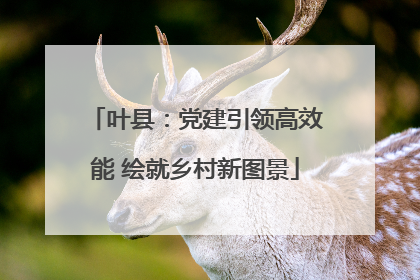 叶县：党建引领高效能 绘就乡村新图景