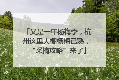 又是一年杨梅季，杭州这里大棚杨梅已熟，“采摘攻略”来了