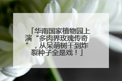 华南国家植物园上演“多肉界玫瑰传奇”，从呆萌树干到炸裂种子全是戏！