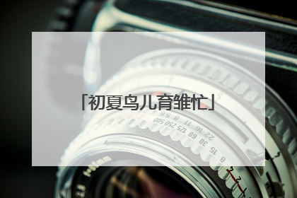 初夏鸟儿育雏忙