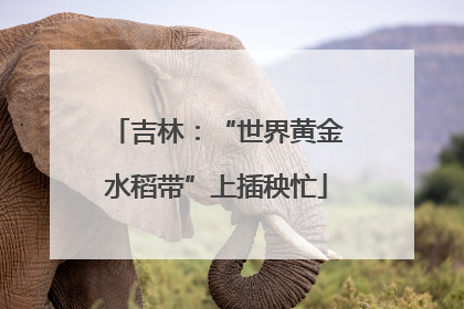 吉林：“世界黄金水稻带”上插秧忙