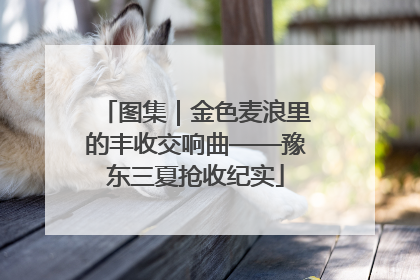 图集｜金色麦浪里的丰收交响曲——豫东三夏抢收纪实