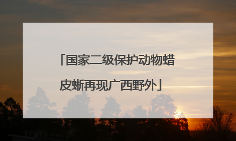 国家二级保护动物蜡皮蜥再现广西野外