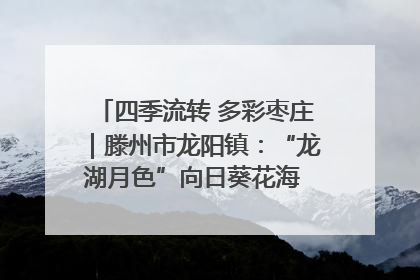 四季流转 多彩枣庄｜滕州市龙阳镇：“龙湖月色”向日葵花海 绘就乡村振兴新画卷