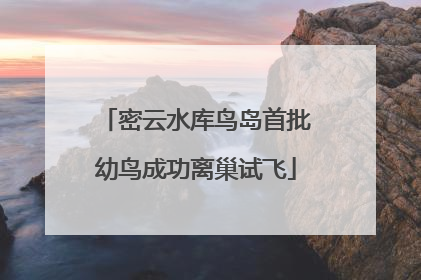 密云水库鸟岛首批幼鸟成功离巢试飞