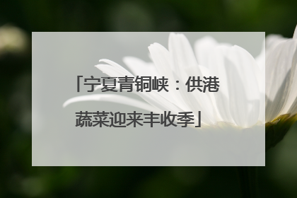 宁夏青铜峡：供港蔬菜迎来丰收季