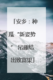 安乡：种瓜“新姿势” 吊藤结出致富果
