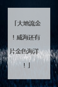 大地流金！威海还有片金色海洋！