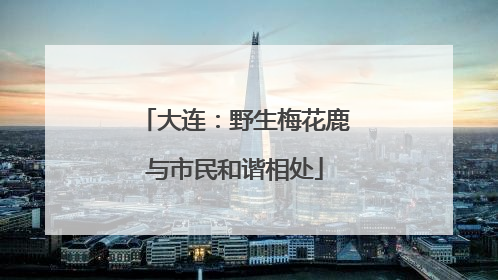 大连：野生梅花鹿与市民和谐相处