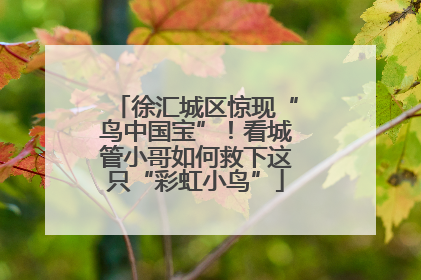 徐汇城区惊现“鸟中国宝”！看城管小哥如何救下这只“彩虹小鸟”