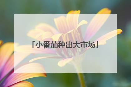 小番茄种出大市场