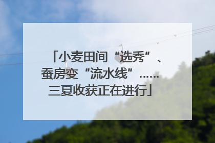 小麦田间“选秀”、蚕房变“流水线”……三夏收获正在进行