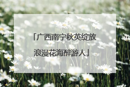 广西南宁秋英绽放 浪漫花海醉游人