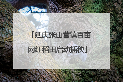 延庆张山营镇百亩网红稻田启动插秧