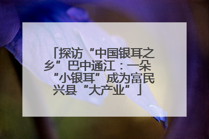 探访“中国银耳之乡”巴中通江：一朵“小银耳”成为富民兴县“大产业”