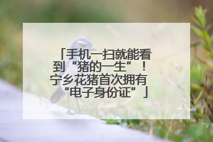 手机一扫就能看到“猪的一生”！宁乡花猪首次拥有“电子身份证”