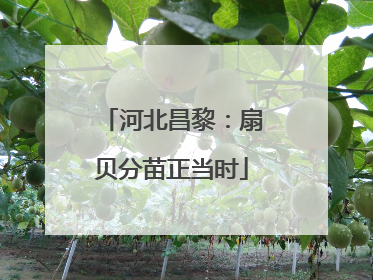 河北昌黎：扇贝分苗正当时