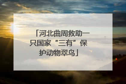 河北曲周救助一只国家“三有”保护动物翠鸟