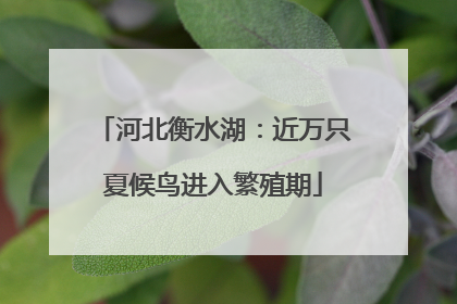 河北衡水湖：近万只夏候鸟进入繁殖期