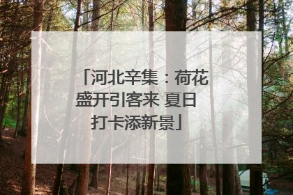 河北辛集：荷花盛开引客来 夏日打卡添新景