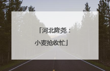 河北隆尧：小麦抢收忙