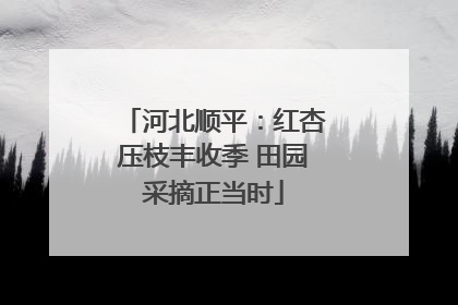 河北顺平：红杏压枝丰收季 田园采摘正当时