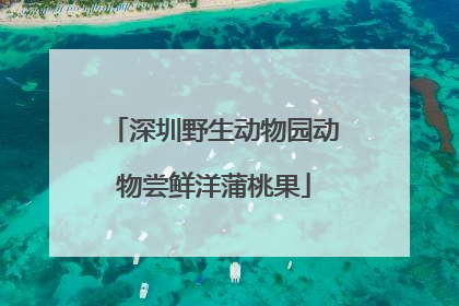 深圳野生动物园动物尝鲜洋蒲桃果