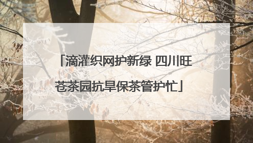滴灌织网护新绿 四川旺苍茶园抗旱保茶管护忙