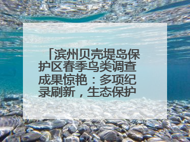 滨州贝壳堤岛保护区春季鸟类调查成果惊艳：多项纪录刷新，生态保护成效显著