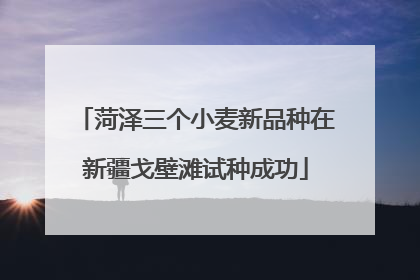 菏泽三个小麦新品种在新疆戈壁滩试种成功