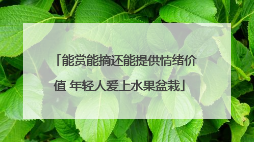 能赏能摘还能提供情绪价值 年轻人爱上水果盆栽