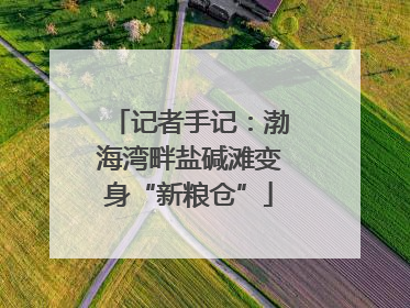 记者手记：渤海湾畔盐碱滩变身“新粮仓”