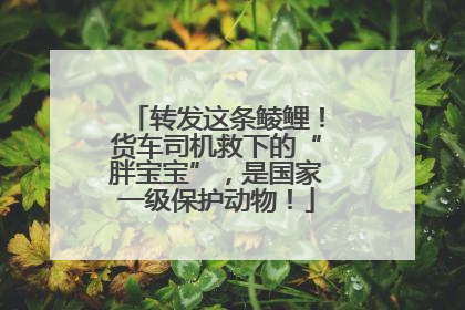 转发这条鲮鲤！货车司机救下的“胖宝宝”，是国家一级保护动物！
