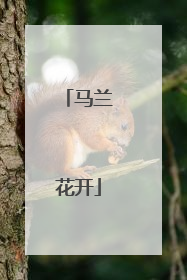 马兰花开
