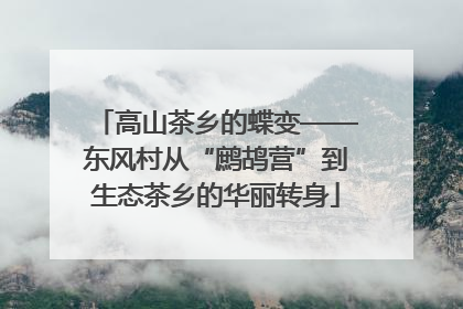 高山茶乡的蝶变——东风村从“鹧鸪营”到生态茶乡的华丽转身