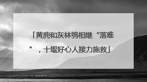 黄麂和灰林鸮相继“落难”，十堰好心人接力施救