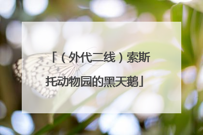 （外代二线）索斯托动物园的黑天鹅
